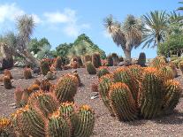 Cactus Garden in Fuerteventura-JackyBrown-Framed Photographic Print
