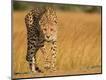 Photographic Print