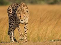 High Key Leopard-Jaco Marx-Photographic Print