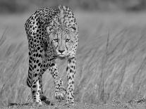 High Key Leopard-Jaco Marx-Photographic Print