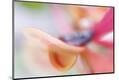 Premium Photographic Print