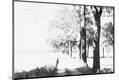 Photographic Print