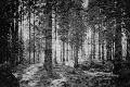 Photographic Print
