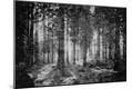 Photographic Print