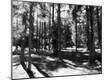 Premium Photographic Print