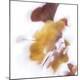 Premium Photographic Print