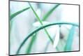 Premium Photographic Print