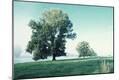 Photographic Print