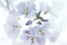 Veiled In Lilac-Jacob Berghoef-Photographic Print