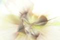 Premium Photographic Print