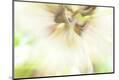 Premium Photographic Print