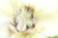 Premium Photographic Print