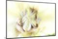 Premium Photographic Print