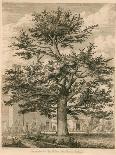The Chandos Oak, Michendon House, Southgate, London-Jacob George Strutt-Giclee Print