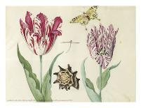 Two Tulips, a Shell and a Grasshopper, c. 1637-1645-Jacob Marrel-Art Print