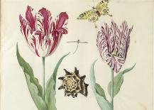 Two Tulips, a Shell, a Butterfly and a Dragonfly, c. 1637-1645-Jacob Marrel-Laminated Art Print