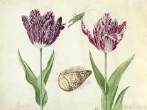 Two Tulips, a shell and a grasshopper, 1637-45-Jacob Marrel-Framed Giclee Print