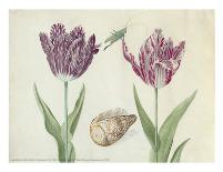 Two Tulips, a Shell and a Grasshopper, c. 1637-1645-Jacob Marrel-Art Print