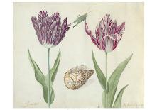 Two Tulips, a Shell, a Butterfly and a Dragonfly, c. 1637-1645-Jacob Marrel-Art Print