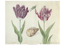 Two Tulips, a shell and a grasshopper, 1637-45-Jacob Marrel-Premier Image Canvas