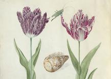 Two Tulips, a Shell and a Grasshopper, c. 1637-1645-Jacob Marrel-Art Print