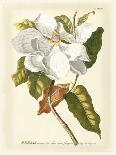 Magnificent Magnolias II-Jacob Trew-Art Print