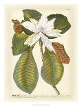Magnificent Magnolias II-Jacob Trew-Giclee Print
