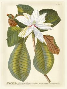 Magnificent Magnolias II by Jacob Trew