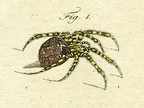 Illustration of a Spider, 1790-Jacob Xavier Schmuzer-Giclee Print