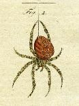 Illustration of a Spider, 1790-Jacob Xavier Schmuzer-Laminated Giclee Print