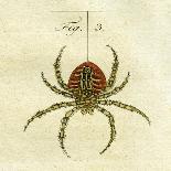 Illustration of Spiders, 1790-Jacob Xavier Schmuzer-Giclee Print
