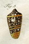 Illustration of Conus Ammiralis (Subspecies Summus), 1790-Jacob Xavier Schmuzer-Giclee Print