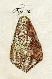 Illustration of Conus Ammiralis , 1790-Jacob Xavier Schmuzer-Giclee Print