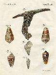 Illustration of Conus Ammiralis (Subspecies Summus), 1790-Jacob Xavier Schmuzer-Giclee Print