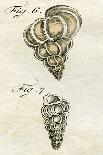 Illustration of Conus Ammiralis (Subspecies Summus), 1790-Jacob Xavier Schmuzer-Giclee Print