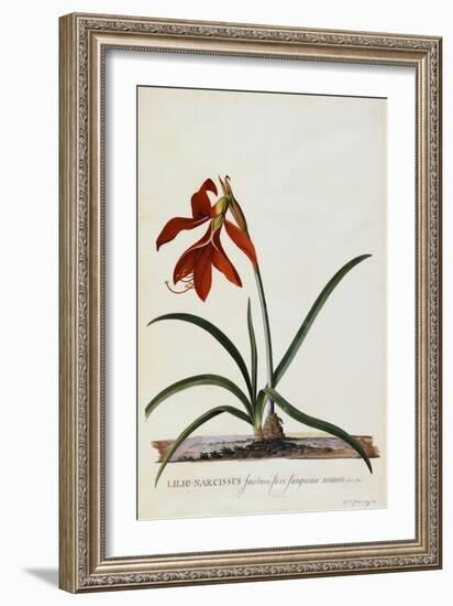 Jacobean Lily-Georg Dionysius Ehret-Framed Giclee Print