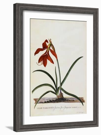 Jacobean Lily-Georg Dionysius Ehret-Framed Giclee Print