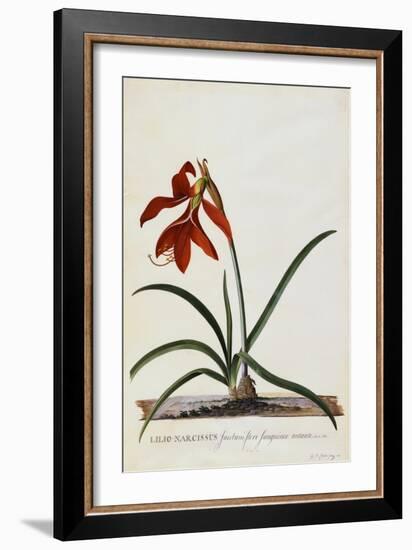 Jacobean Lily-Georg Dionysius Ehret-Framed Giclee Print