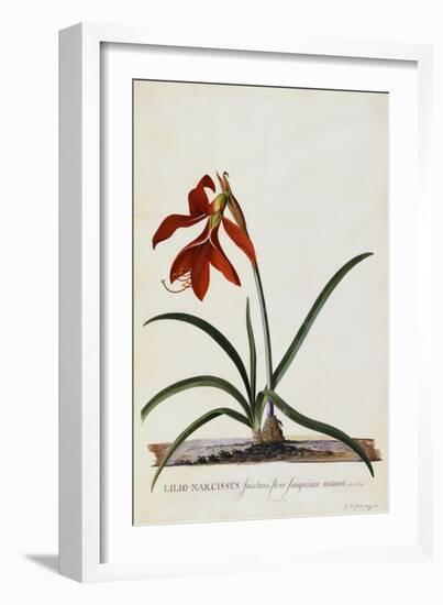 Jacobean Lily-Georg Dionysius Ehret-Framed Giclee Print