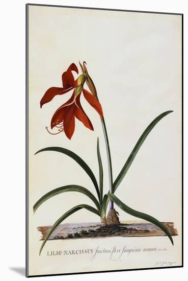 Jacobean Lily-Georg Dionysius Ehret-Mounted Giclee Print