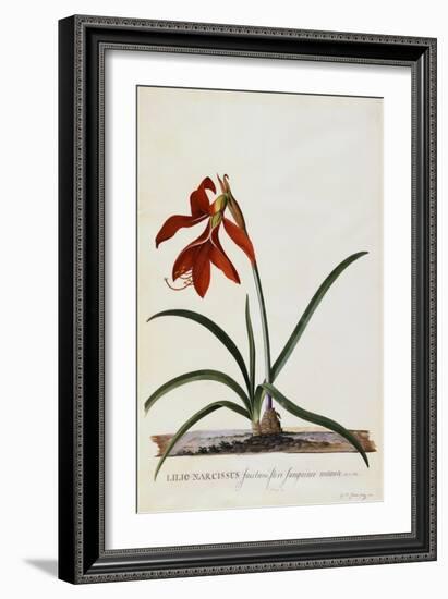 Jacobean Lily-Georg Dionysius Ehret-Framed Giclee Print