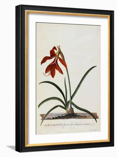 Jacobean Lily-Georg Dionysius Ehret-Framed Giclee Print