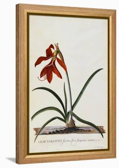Jacobean Lily-Georg Dionysius Ehret-Framed Premier Image Canvas