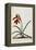 Jacobean Lily-Georg Dionysius Ehret-Framed Premier Image Canvas