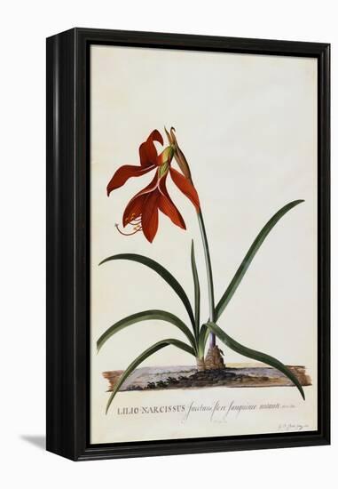 Jacobean Lily-Georg Dionysius Ehret-Framed Premier Image Canvas