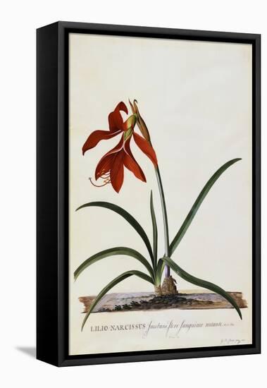 Jacobean Lily-Georg Dionysius Ehret-Framed Premier Image Canvas