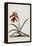 Jacobean Lily-Georg Dionysius Ehret-Framed Premier Image Canvas