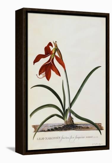 Jacobean Lily-Georg Dionysius Ehret-Framed Premier Image Canvas