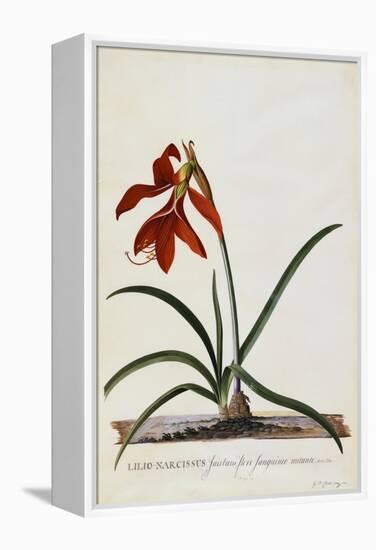 Jacobean Lily-Georg Dionysius Ehret-Framed Premier Image Canvas