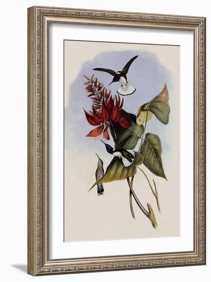 Jacobin, Florisuga Mellivora-John Gould-Framed Giclee Print